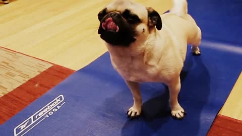 Funny pug doing yoga training with its owner cute dog video for yoga