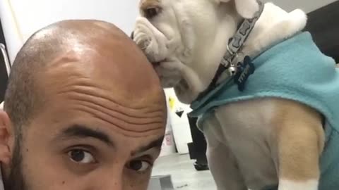 Bulldog puppy can't stop licking owner's head