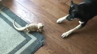 Medium dog scared of lizard