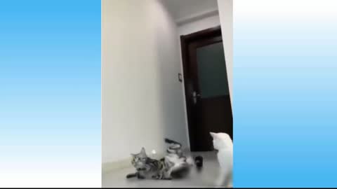 Funny Cat Dropped Catch