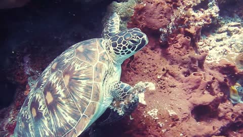 Rare Close-up Footage of A Sea Turtle