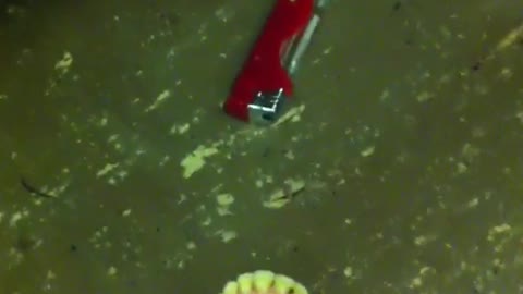 Teeth denture, red lighter, and cigarette on the floor of subway train