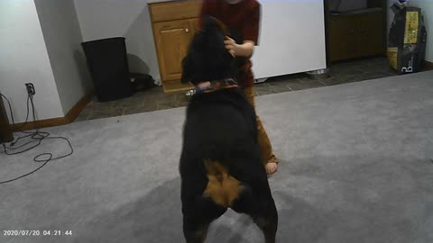 Rott getting playful with son