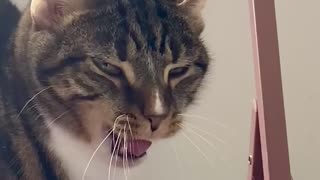 Cat both Meows and Yawns (Meoyawn)