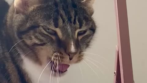 Cat both Meows and Yawns (Meoyawn)