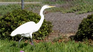 Crane, Egret or Heron? What's the difference?