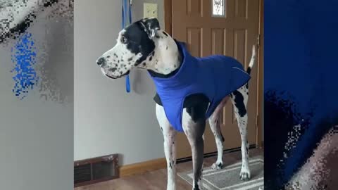 THE GREAT DANE Dog Video 104 - Great Dane Compilation - Tallest Dog in The World