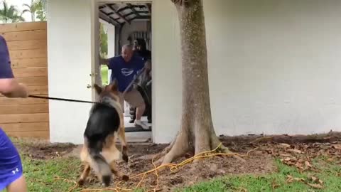 VidzTalk: How To Make Dog Become Fully Aggressive With Few Simple Tips!