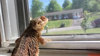 Curious Cockatoo Can't Resist A Bearded Dragon