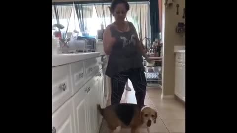 Beagle dancing to Reggaeton