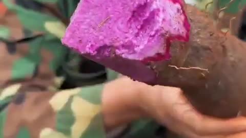 Sweet Purple Potato #hervesting #fruiting#viral