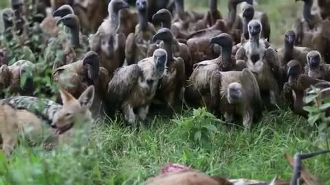 Vultures waiting patiently for the sign to strike