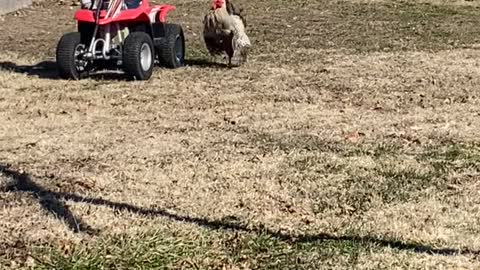 Rooster Isn't Afraid of Kid on a Four-Wheeler