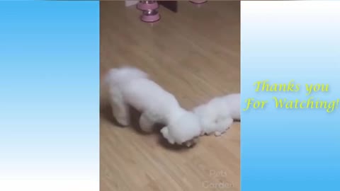 ❤🌹OMG So Cute Cats ♥❤💞💞 Best Funny Cat Videos 2020 #2 💕🌻#short