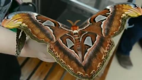 The Atlas moth is one of the largest moths, with wingspans measuring up to 24