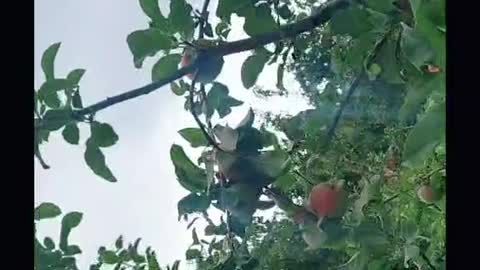 The apples planted in our orchard are pollution-free