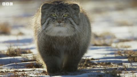 World’s Grumpiest Cat I Frozen Planet II I BBC Earth