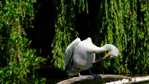 VIDEO WITH BEAUTIFUL PELICAN BIRDS FEEDING AND SWIMMING FREE IN NATURE!