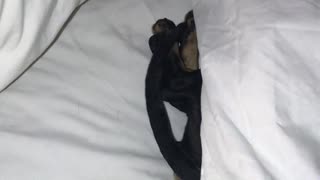 Mini dachshund hiding