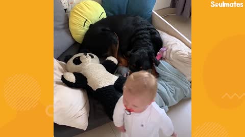 Loyal Rottweiler Copies Everything Her Baby Sister Does | The Dodo Soulmates