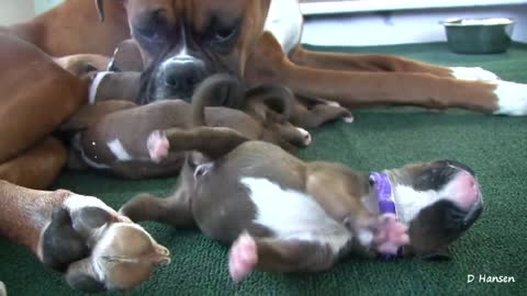 3 day old boxer puppies
