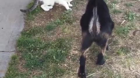 White cat growls slaps black goat