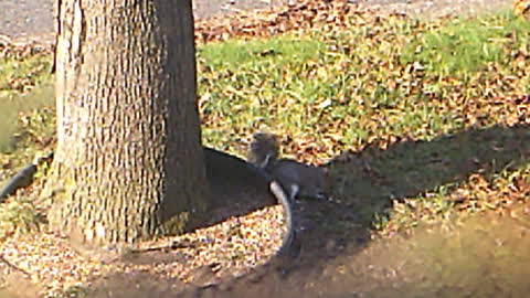 Squirrel in the tree