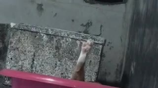 Kitty Leg Sticks Straight Up from Small Empty Pool