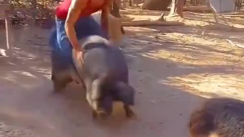 Real Life Hog Rider