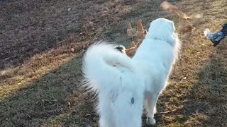 Great Pyrenees Helping the Roosters Work It Out