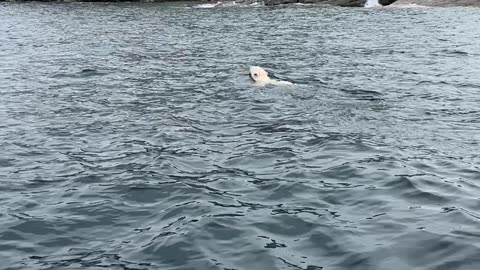 Boaters Come Across Swimming Polar Bear