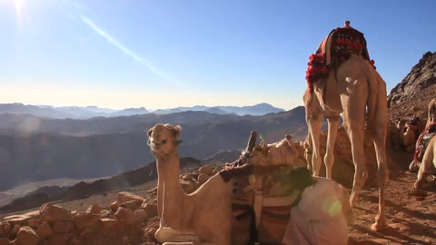 Bedouin and camels on Moses Mountain. Sinai Peninsula, Egypt