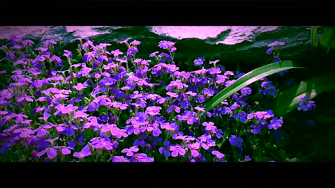 Cinematic Vlog -FLOWER GARDEN