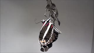 Florida State Butterfly Zebra Longwing Heliconia Emerges from Chrysalis Time Lapse Video