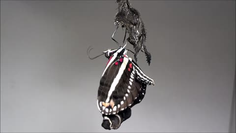 Florida State Butterfly Zebra Longwing Heliconia Emerges from Chrysalis Time Lapse Video