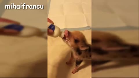 Mini pig a cute micro pig video