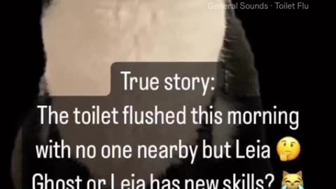 Leia the Cat flushes toilet