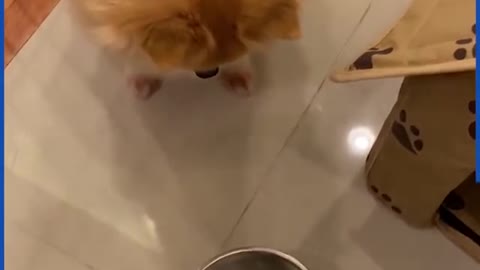 Pomeranian Looks Absolutely Over Furious Over It's New "diet"