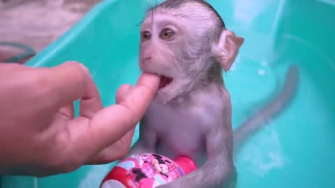 Cute tame little monkey taking a bath, swimming and diving