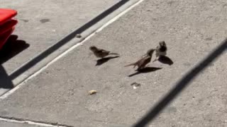The birds share the food