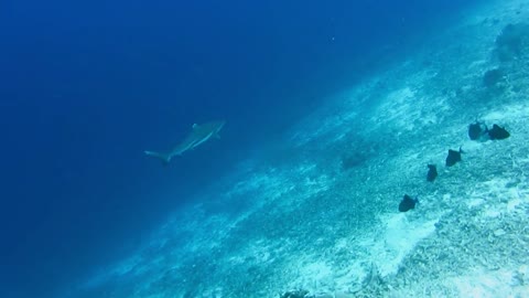 Blacktip reef shark hunting on bottom coral reef