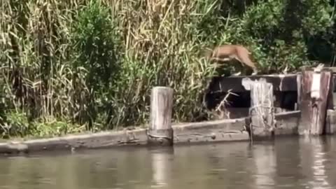 bobcat makes a long jump easy