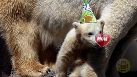 Happy Birthday Mom - Baby Animals
