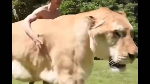 lion + tigress = Liger, The biggest cat in the world!