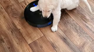 Puppy Takes Robot Vacuum for a Ride