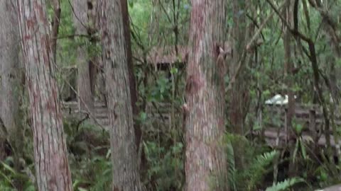 Florida Panther at Corkscrew Swamp