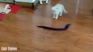 A cat Afraid of a Snake Game