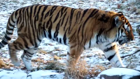 A lone tiger roars