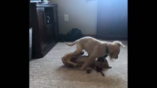 Golden retriever puppies wrestling.