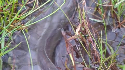 catching fish near rice field